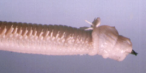 dead Neried but with the pharynx everted